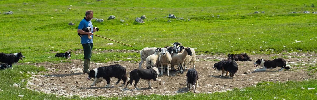 slide_sheep_farming