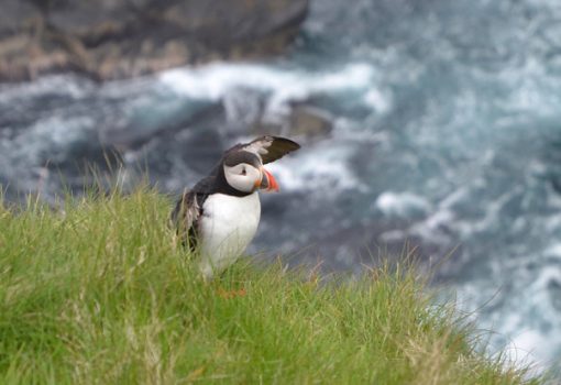 Puffins on Orkney